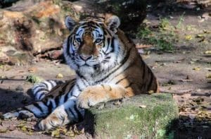 Incredible India: Pretty Tiger relaxing 