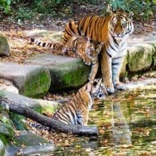 Tiger Mom and Cubs Near the Water