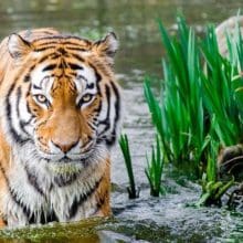 Tigers Hunting Habits: Tiger Walking In Water