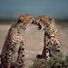 two cheetahs africa 0