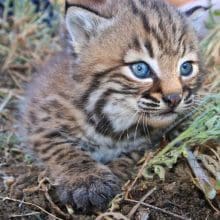 Bobcats Blue Eyes: Little Bobcat in the woods