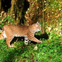 Bobcat walking in the woods