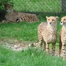 Caring for Captive Cheetahs: Three Cheetah's in Captivity Together