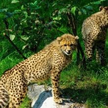 Two Cheetahs In The Woods