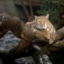 Bobcat and trees: Bobcat relaxing on a fallen tree