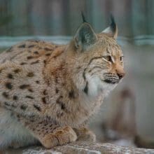 eurasian lynx in winter 3.0