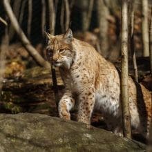 Eurasian Lynx: Eurasian Lynx On Stone