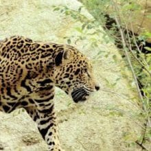 Jaguars from Extinction: Jaguar In The Woods