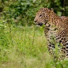 Techniques of Leopards: Leopard standing in a grass field