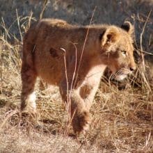 Incredible Wildlife Encounters; Lion in African Savanna