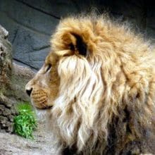 Lion looking at somethinf