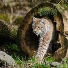 Bobcat coming out of a hollow tree stump