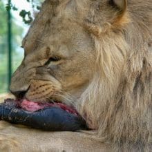 male lion eating 01