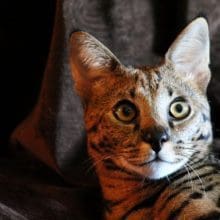 African Serval Looking At Something