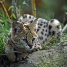 Servals Majestic Feline