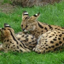 Predators of Servals: Two Servals Relaxing In The Grass