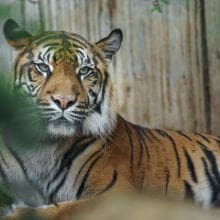 Caring for Captive Tigers