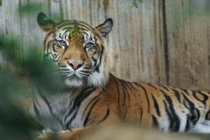Tigers Enigmatic Behavior