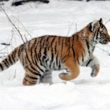 tiger cub running 0