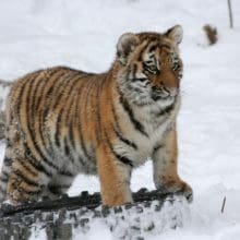 Tigers Love The Snow