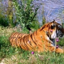 tiger water vegetation wild 0