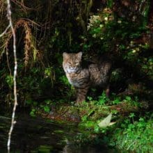 Bobcat In The Woods