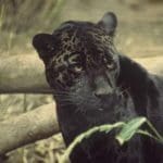 Black Jaguar: Black Jaguar sitting next to a downed tree