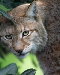 Charm of Bobcats: Bobcat Starring at something