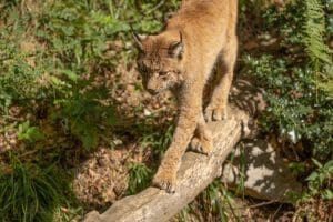 Are Caracals Legal In The Us?