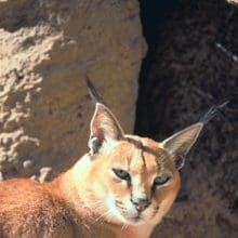 Facts about Caracals: Caracal looking at you