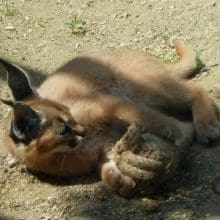 Caracals Playful Nature: Caracal Playing with a ball of rope