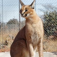 Beautiful Caracal Breeds: Caracal sitting and looking. The Captivating Life of Caracals in Captivity.
