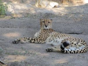 Cheetahs Speed
