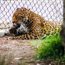 Lives of Jaguars: Jaguar relaxing in his enclosure