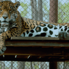 Big Cat Art: 5 Ways AI is Changing the Game