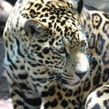 Jaguar Looking At Something