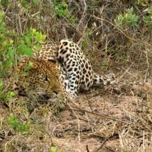 Exploring Leopards in their Natural Habitat