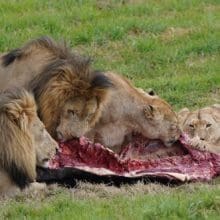 Lions and Their Prey: Four Lions eating
