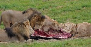 Four Lions Eating, Habits of Lions