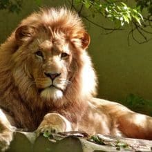 Wonders of Lions Unveiled: Lion Relaxing