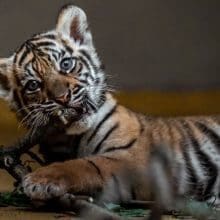 Blue-Eyed Tiger Cub