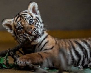 Blue-Eyed Tiger Cub