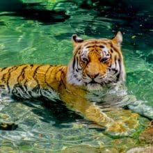 Tigers Enjoy Water: Tiger relaxing in water