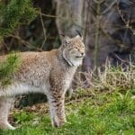 Startling Bobcats: Bobcat Standing In The Woods