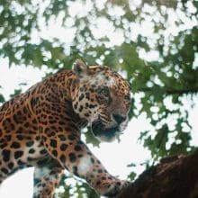 Jaguars' Remarkable Abilities: Jaguar walking on a tree