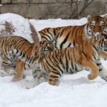 Cheerful Captive Tigers