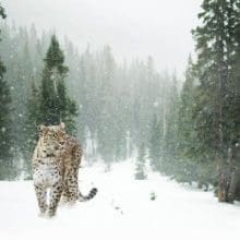 Save Snow Leopards:Leopard Walking In The Snow