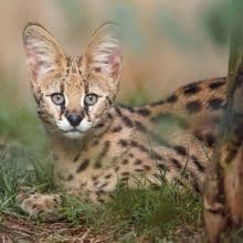 Servals Sitting In The Grass