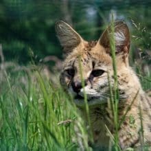 Serval Standing In High Grass