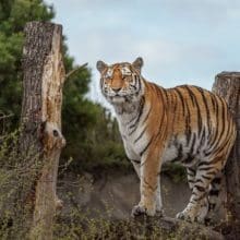 Tiger Standing On A Hill